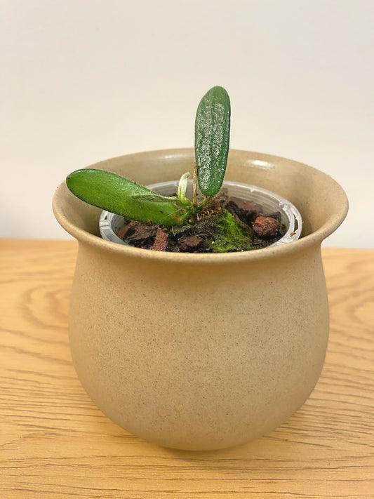 Hoya Spectatissima (A)