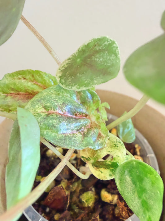 Peperomia Pink Lady