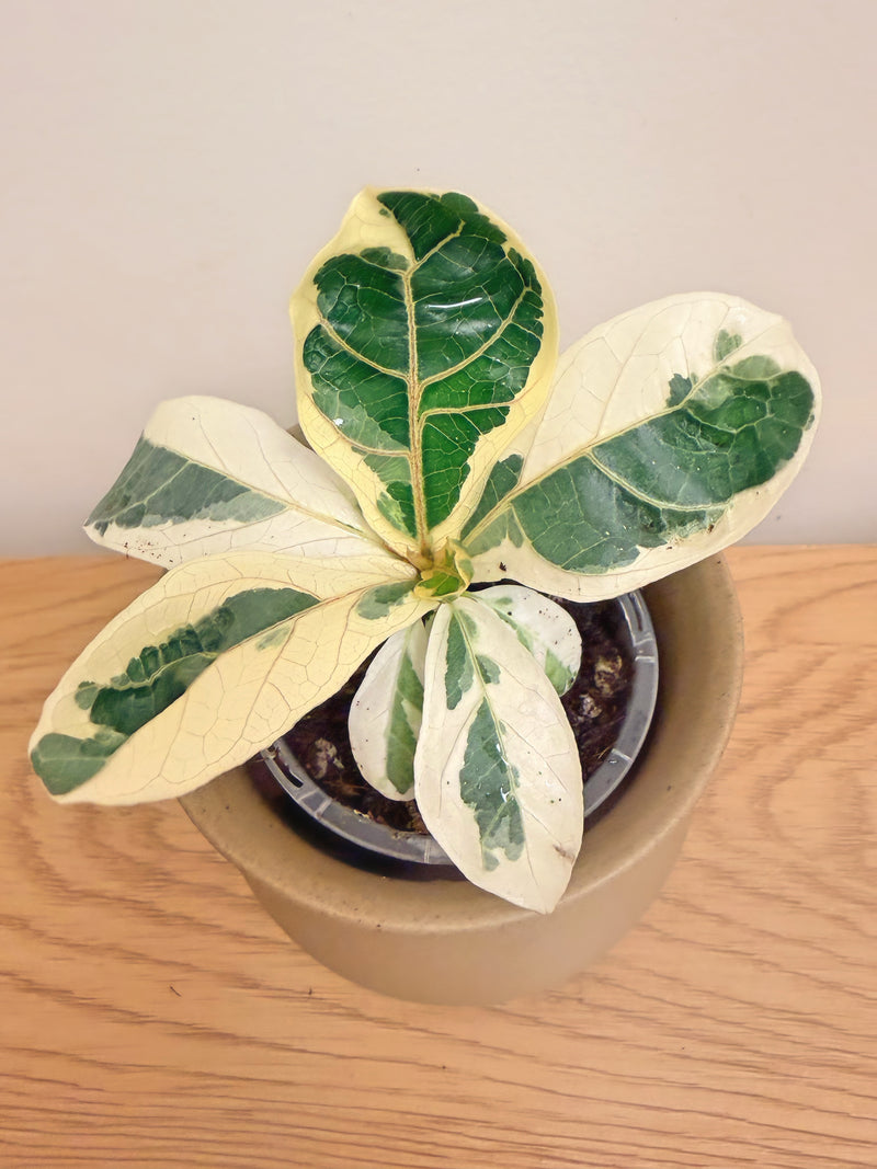 Ficus Lyrata Variegated