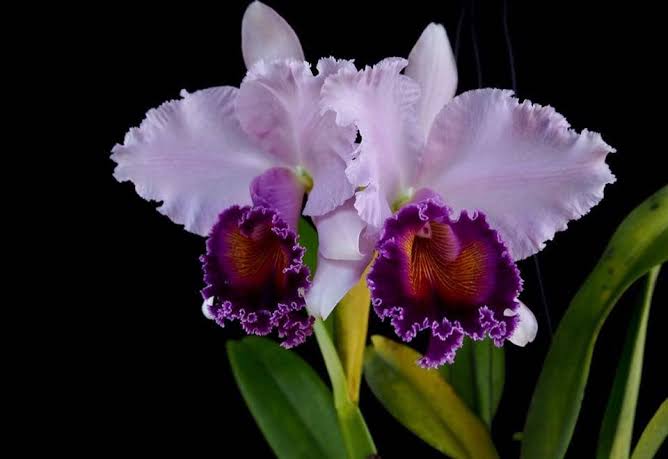 Cattleya Dinard ‘Blue Heaven’ AM/AOS