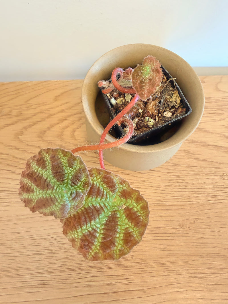 Begonia Arachnoidea ‘Spider Web’ (C)