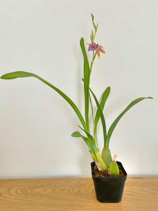 Miltonia Tropic Dawn ‘Emily’