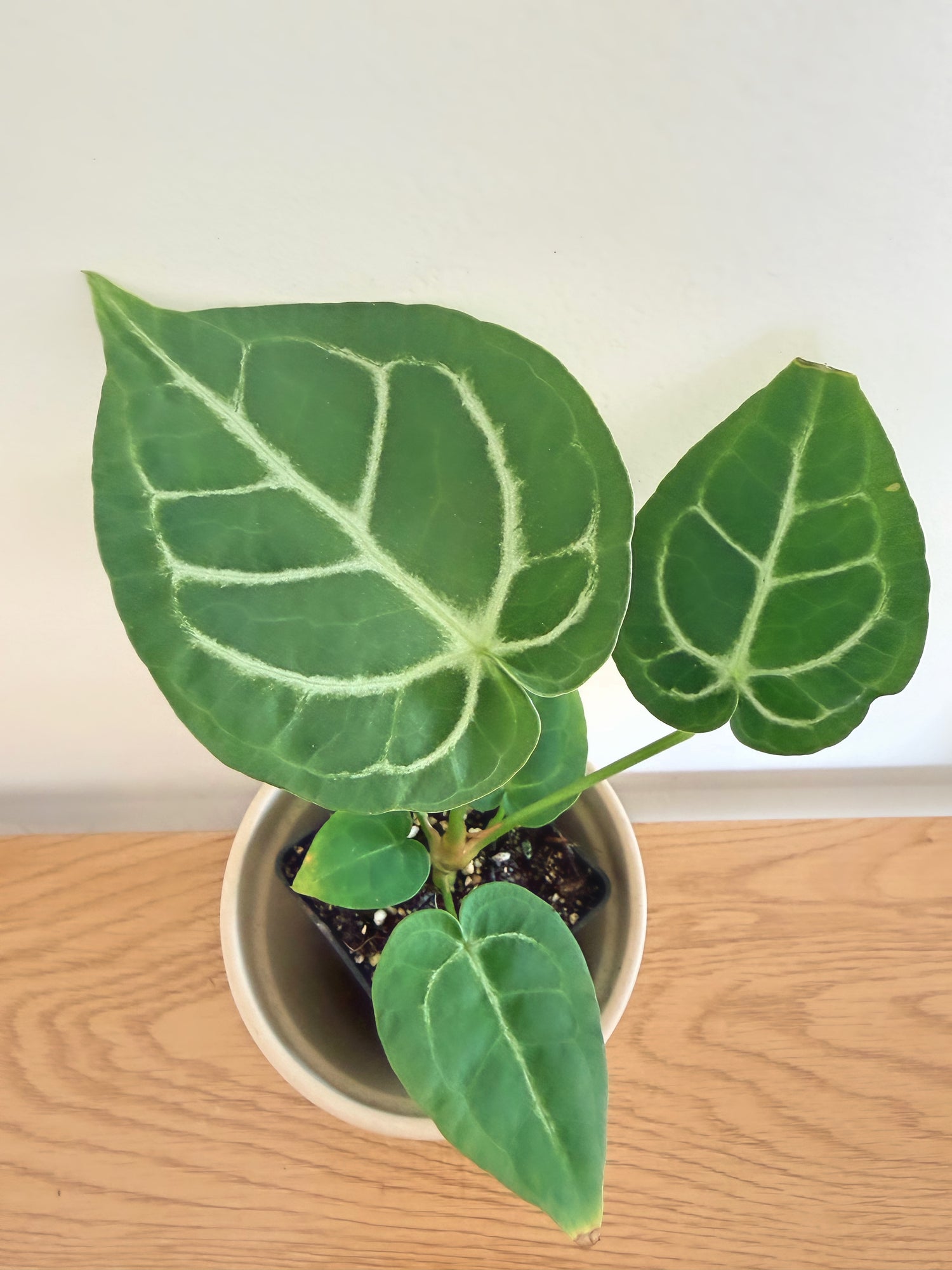anthurium magnificum x clarinervium Anthurium Magnificum x Clarinervium – WM Rare Plant Shop
