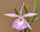 Brassocattleya Wonder Star