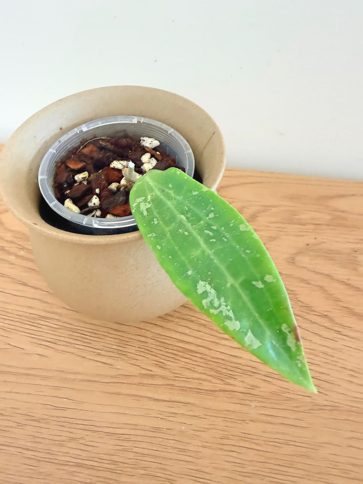 Hoya sp. Loei Malaysia