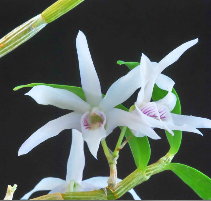 Dendrobium affin. Monliniforme Variegated