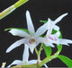 Dendrobium affin. Monliniforme Variegated