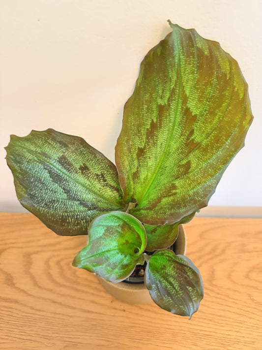 Kaemferia (Peacock Ginger)