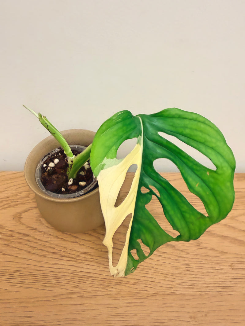 Monstera Adansonii Variegated