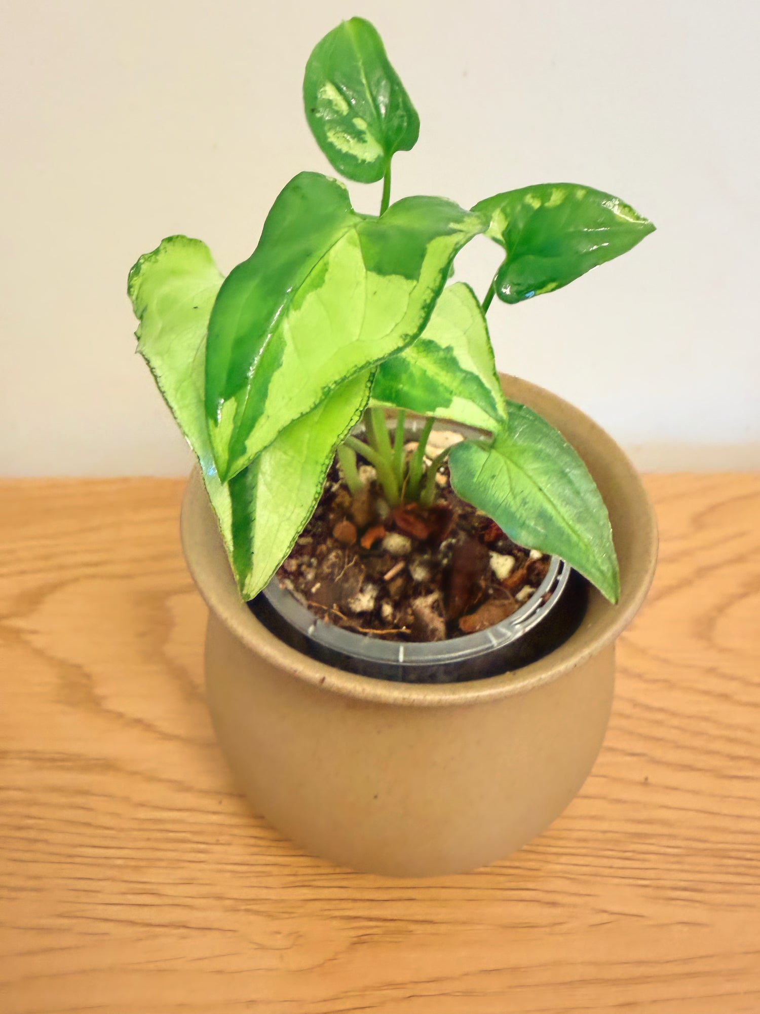 Syngonium Three Kings