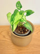 Syngonium Three Kings
