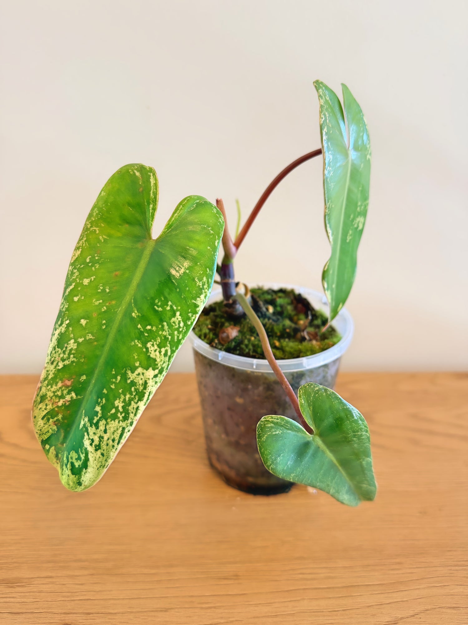 Philodendron Ilsemanii Variegated (C)