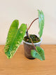 Philodendron Ilsemanii Variegated (C)