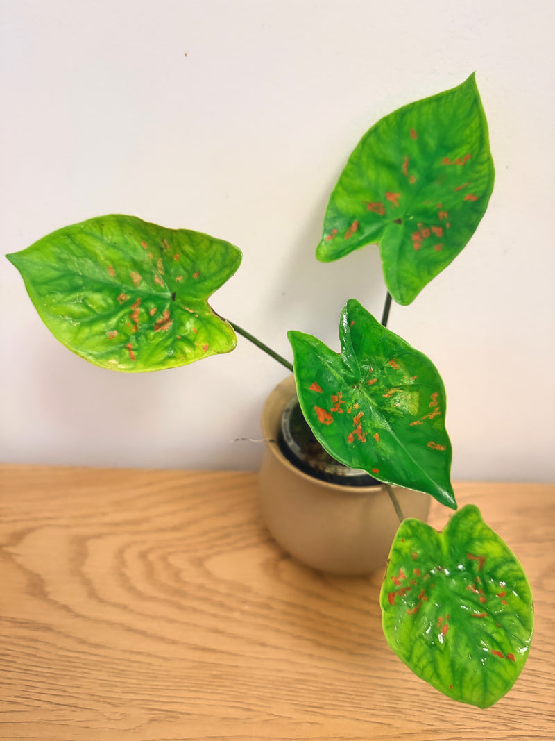Caladium Sadie