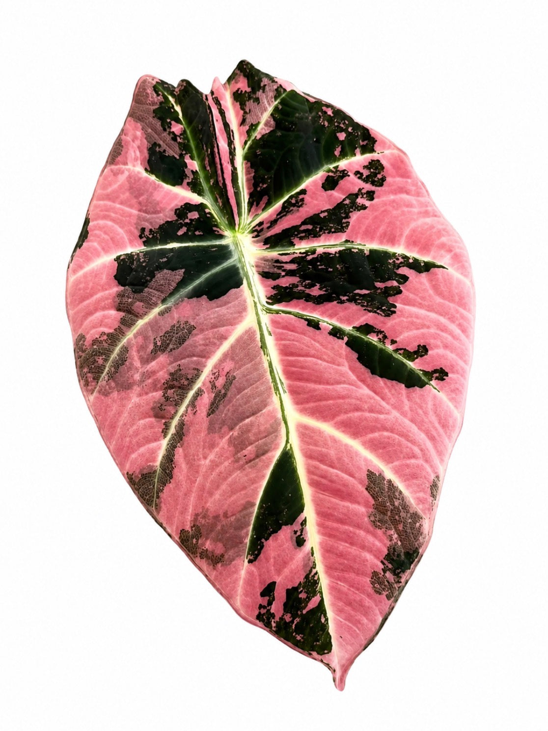Alocasia Black Velvet Pink