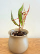 Begonia Amphioxus