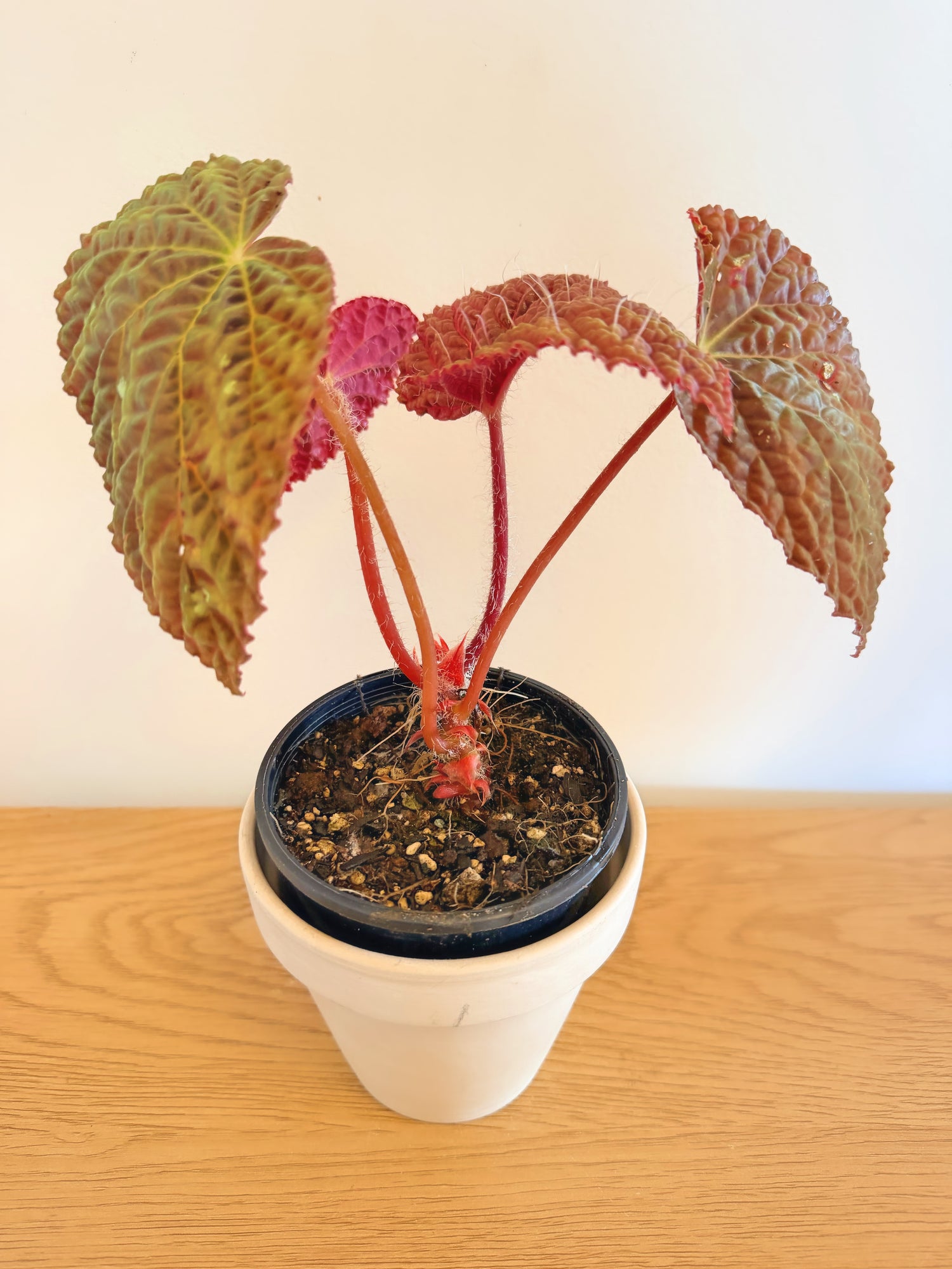 Begonia Longiciliata ‘Mint Chocolate’