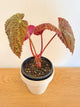 Begonia Longiciliata ‘Mint Chocolate’