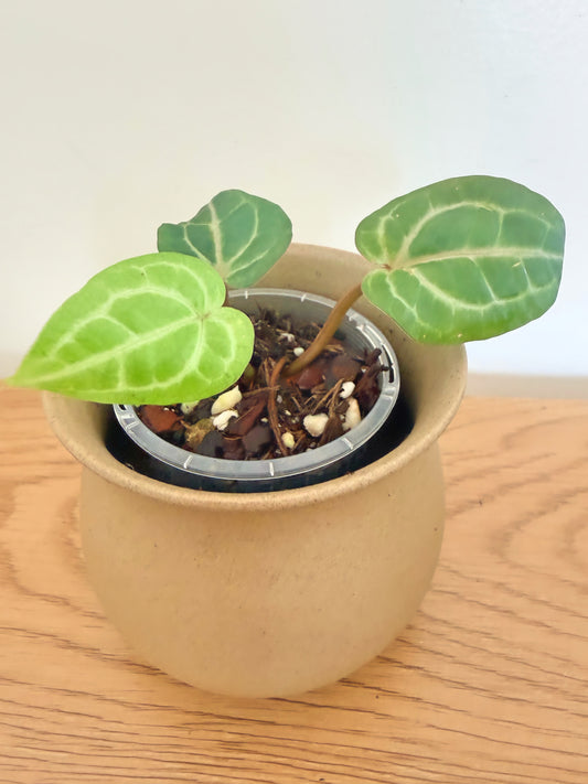 Anthurium Wonderboy x DocBlock Michelle