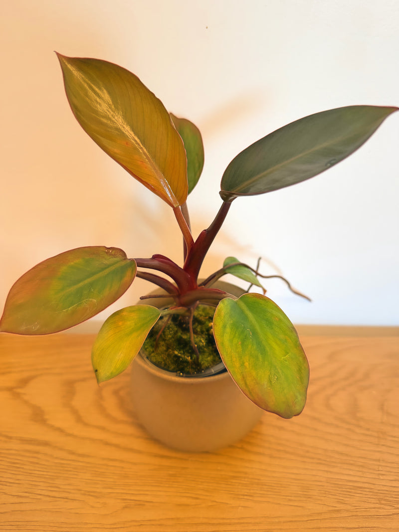Philodendron Red Congo
