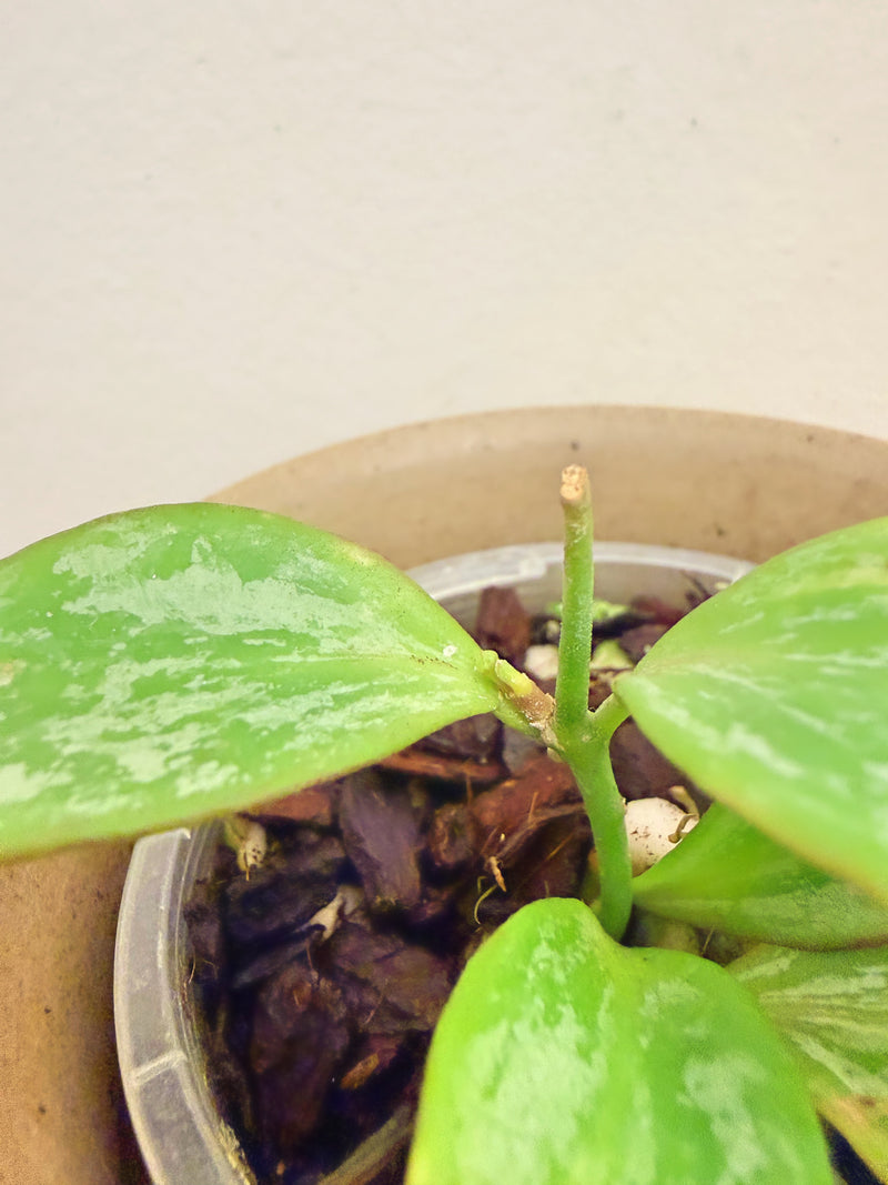 Hoya Collina IR26