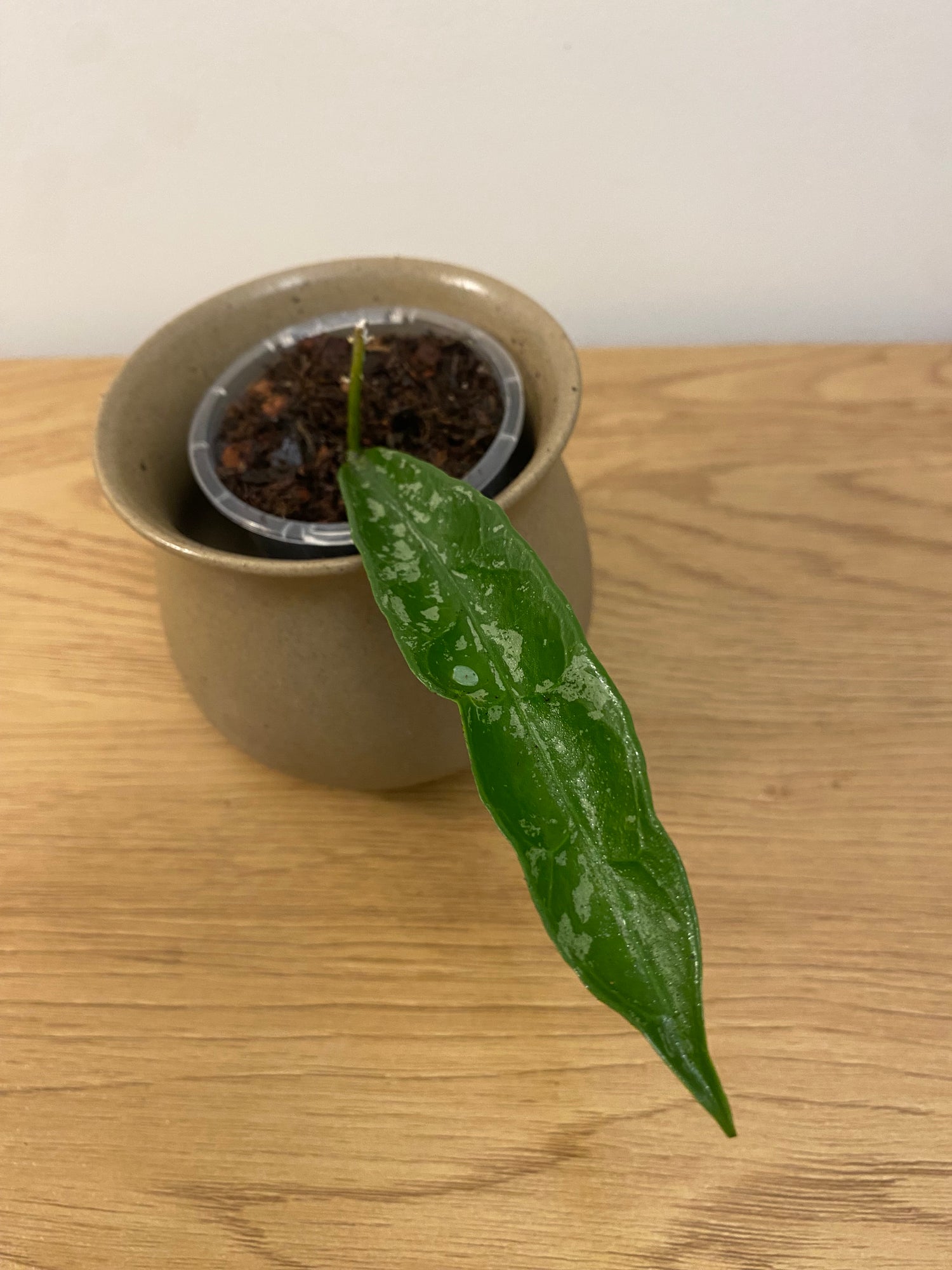 Hoya Griffithii
