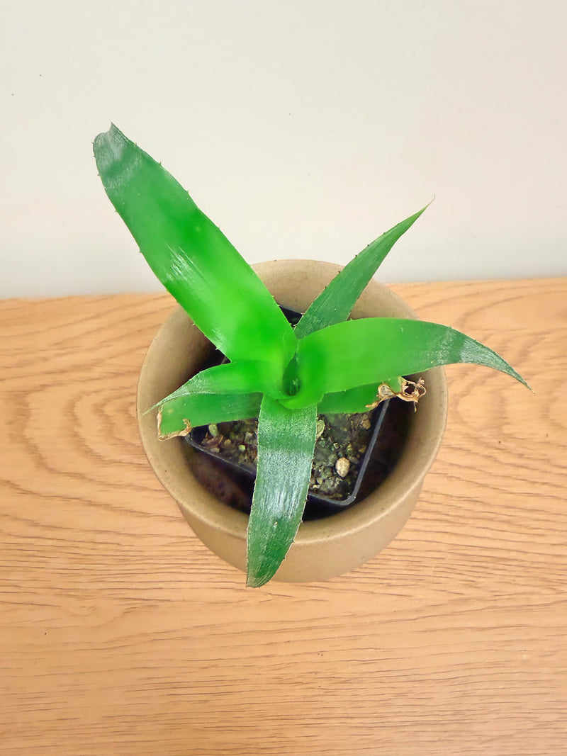 Aechmea Bromeliad ‘Rubra’