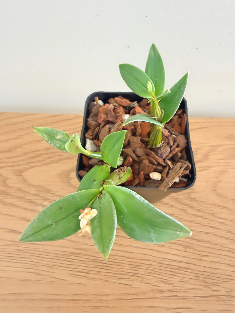 Dendrobium Aberrans