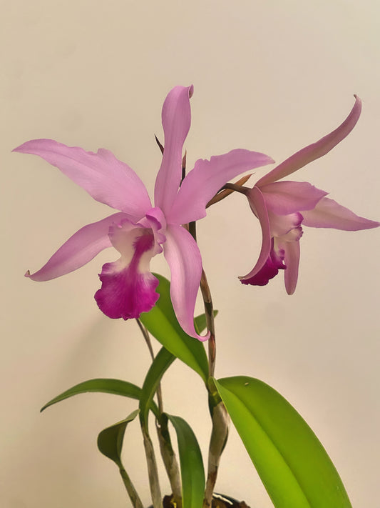 Cattleya Le. interceps (C.Intermedia x L.anceps Alba)