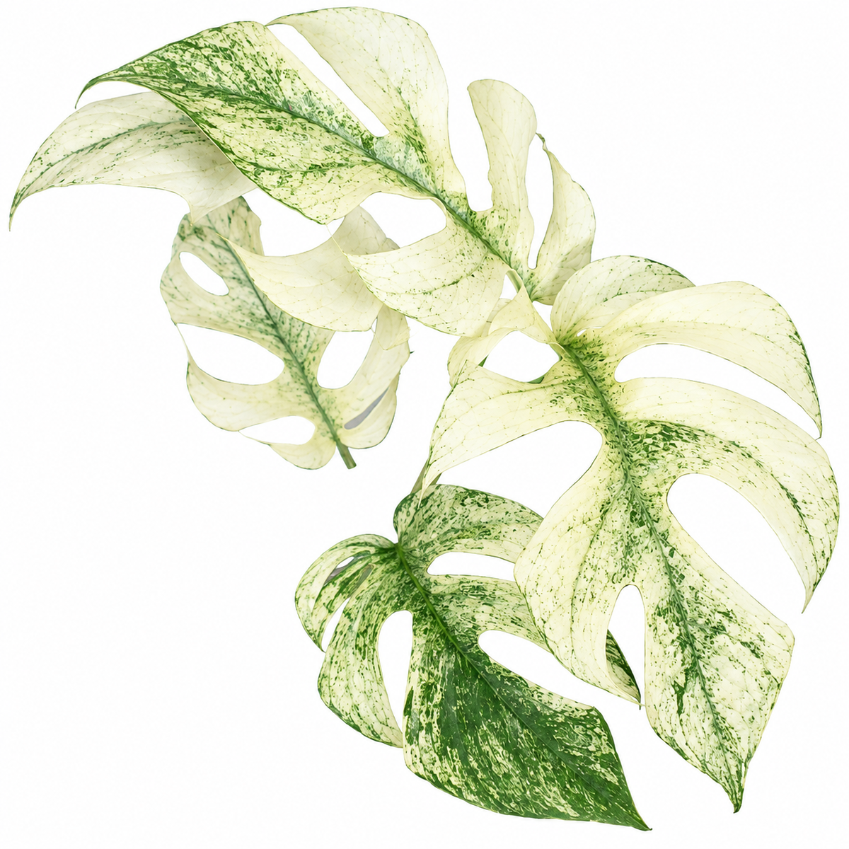 Rhaphidophora Tetrasperma Mint