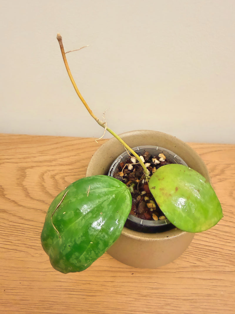Hoya Latifolia Snow Queen