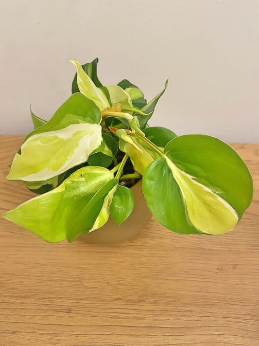 Philodendron Cream Splash