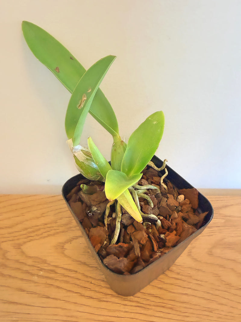 Cattleya Labiata Semi-Alba ‘Select No.1) x Lc. Aloha Case ‘Hsinying’
