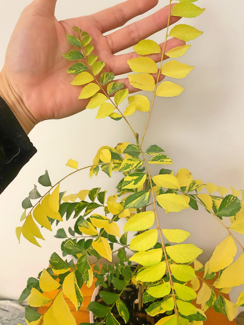 Variegated Curry Leaf Plant