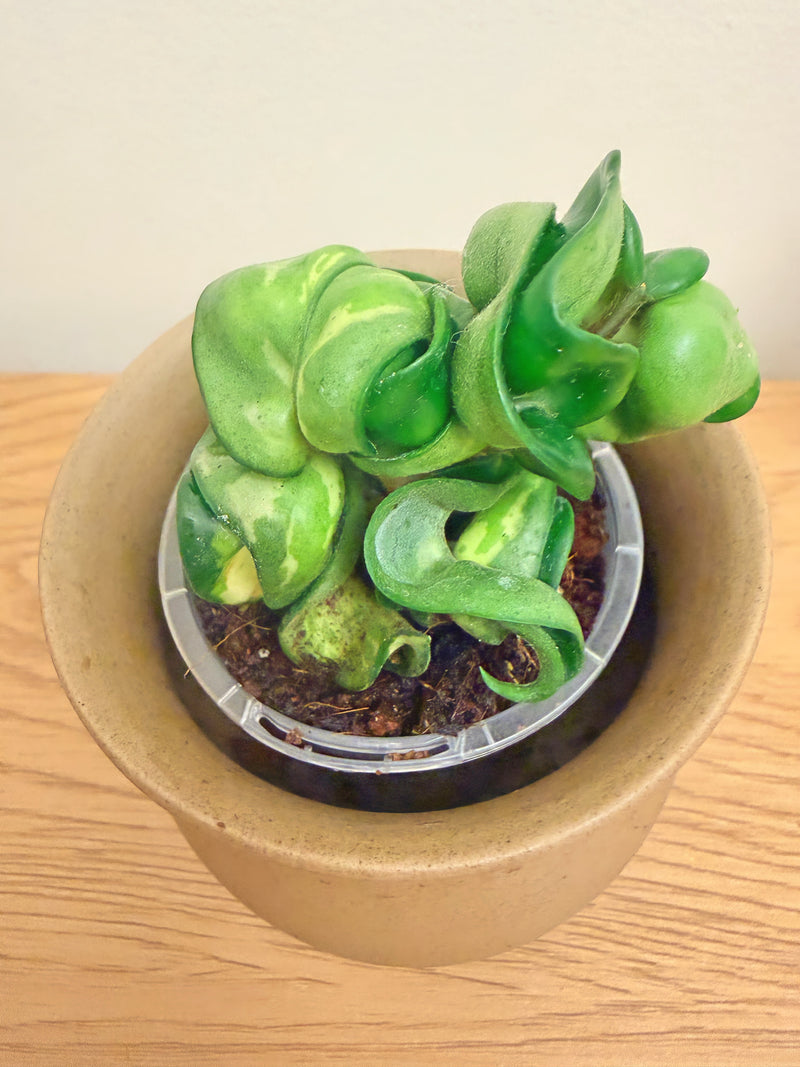 Hoya Compacta Mauna Loa