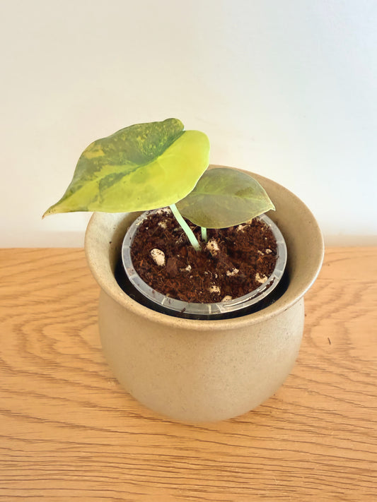 Alocasia Cuprea Caramel Latte
