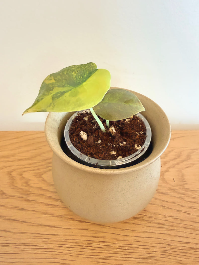 Alocasia Cuprea Caramel Latte