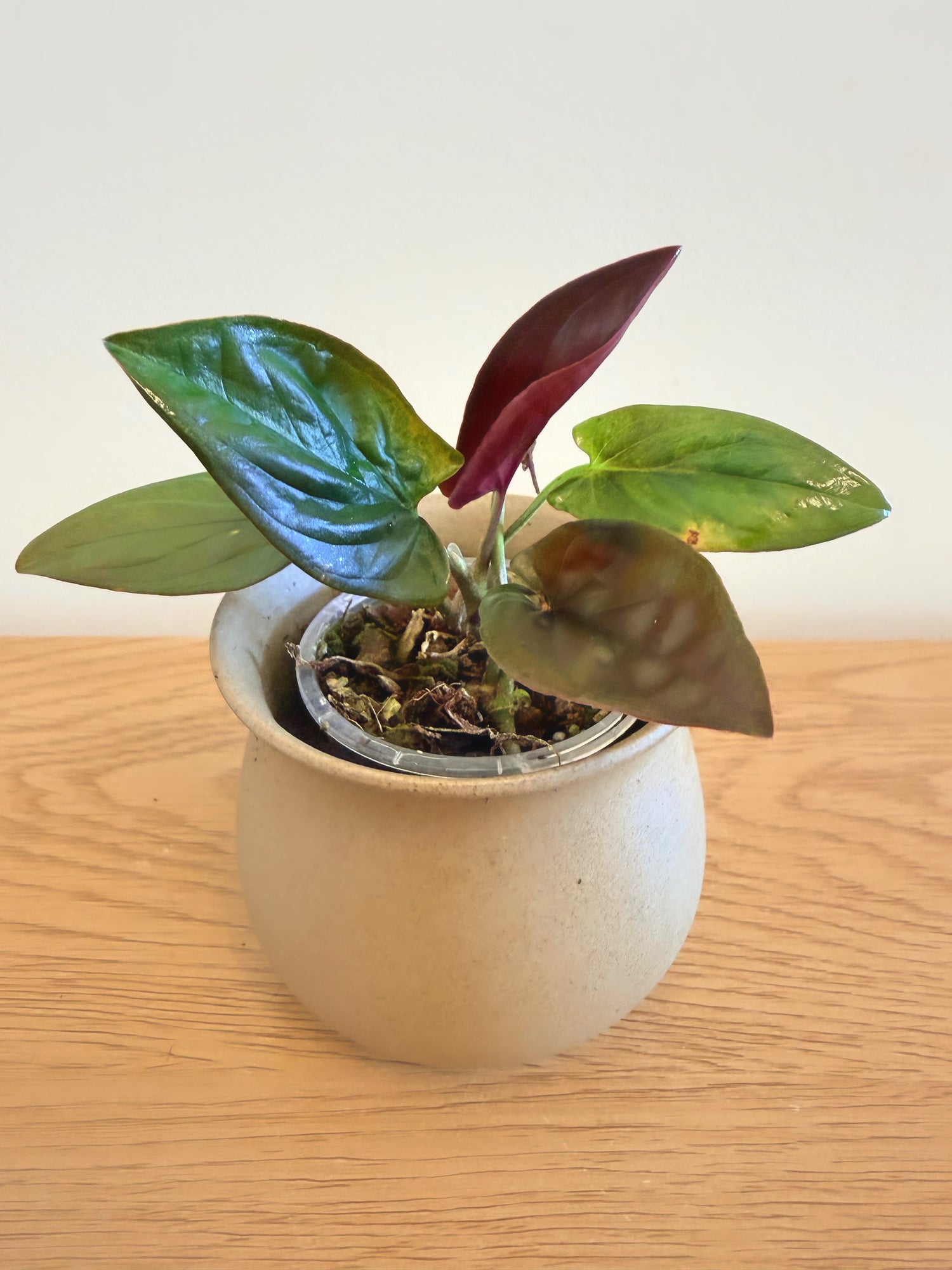 Syngonium Black
