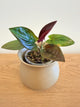 Syngonium Black