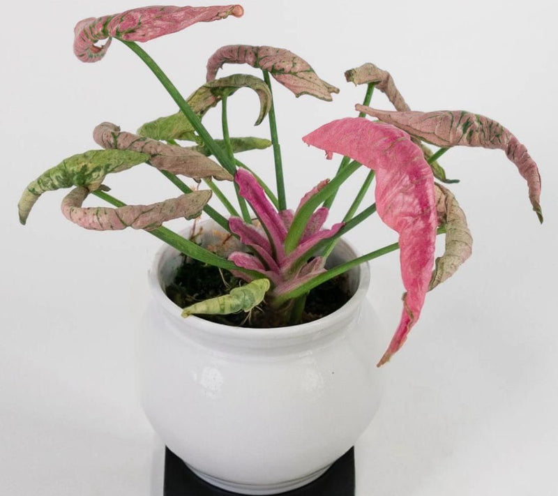 Syngonium Pink Rolli