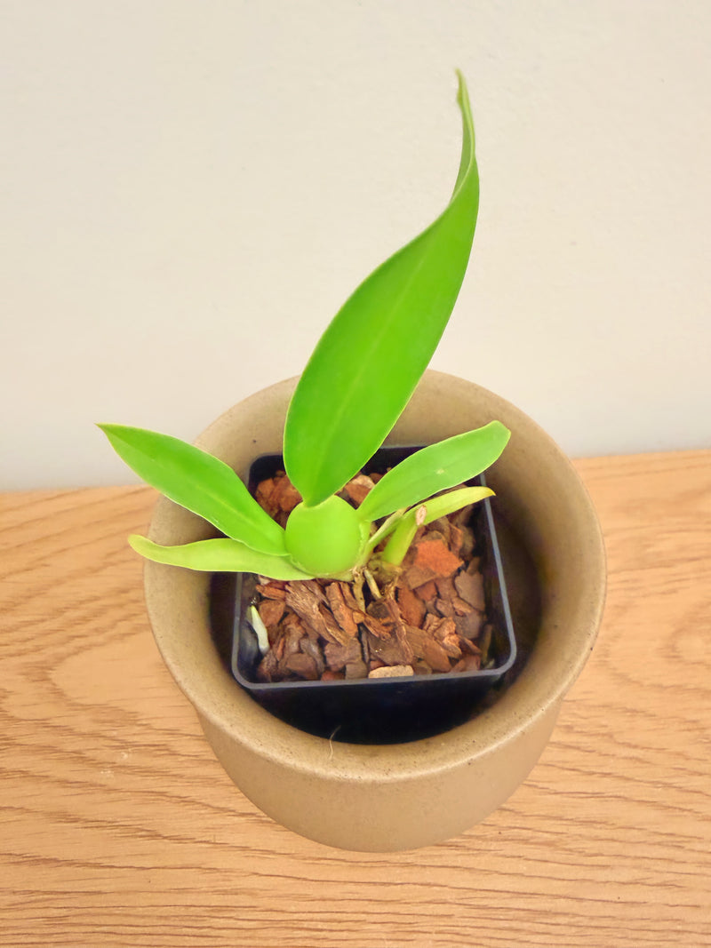 Oncidium Jiuhbao Gold ‘Tainan’ AM/AOS