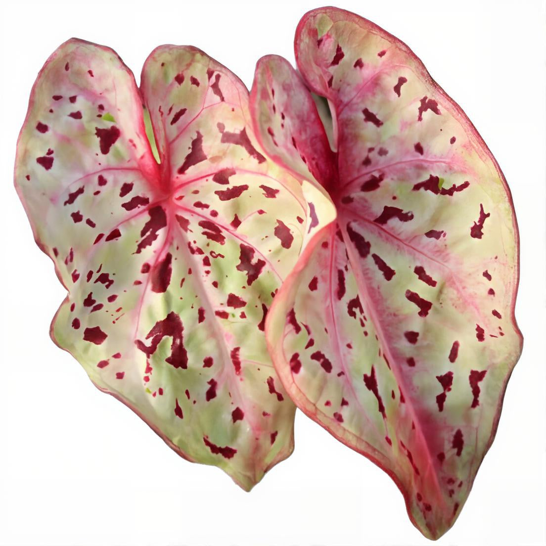 Caladium Miss Muffet