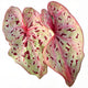 Caladium Miss Muffet