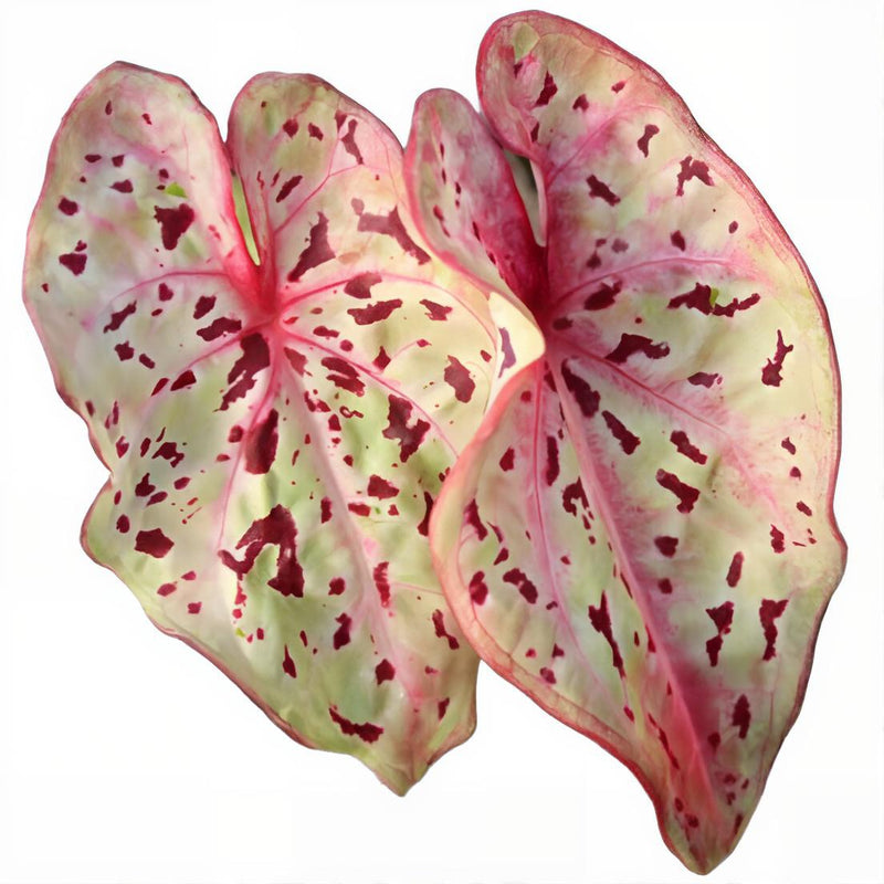 Caladium Miss Muffet
