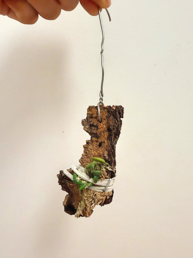 Dendrobium Lichenastrum
