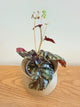 Begonia Variabilis