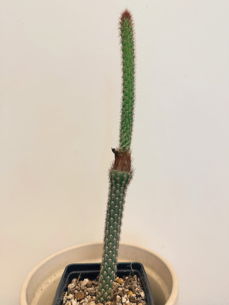 Arrojadoa Penicillata