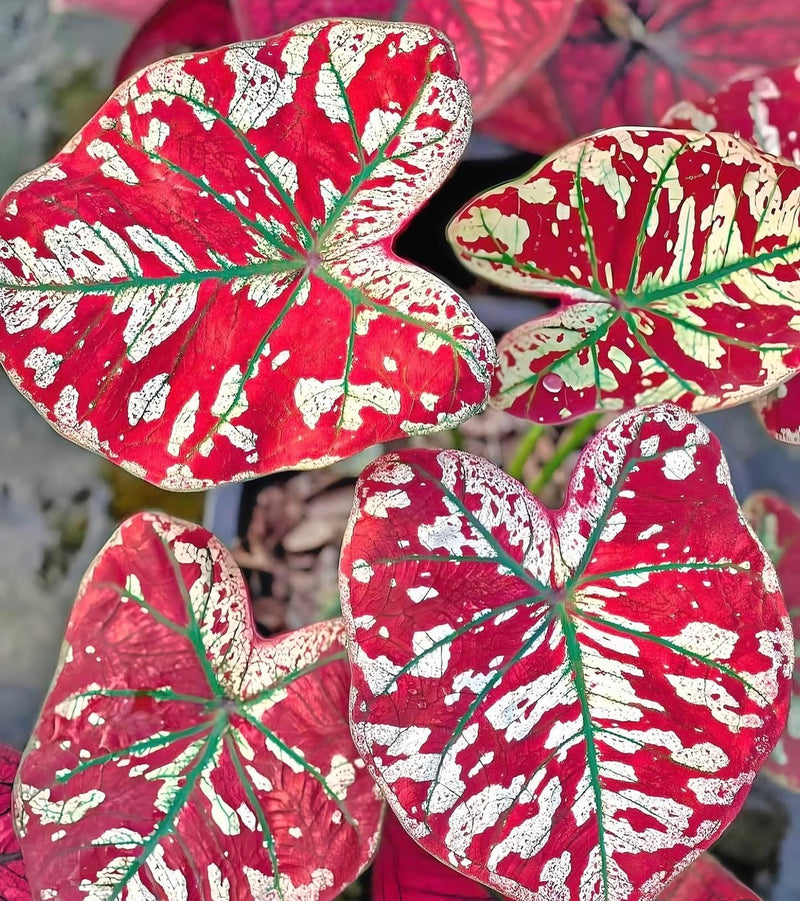 Caladium Scarlet Mary