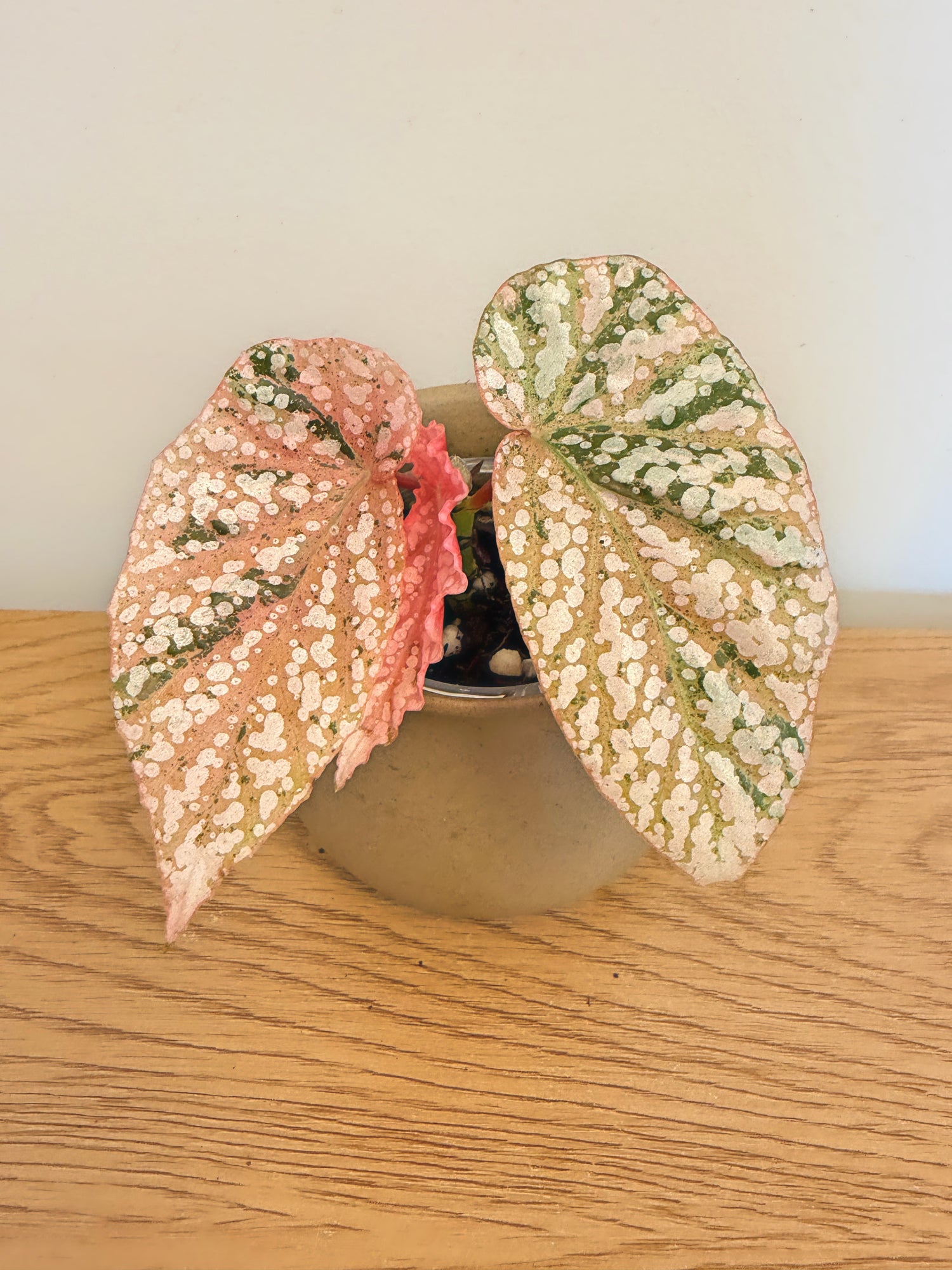Begonia Snow Capped Variegated (C)