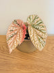 Begonia Snow Capped Variegated (C)